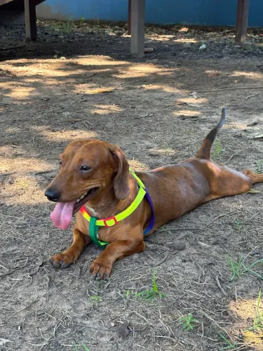 Dachshund macho procura uma namoradinha ?