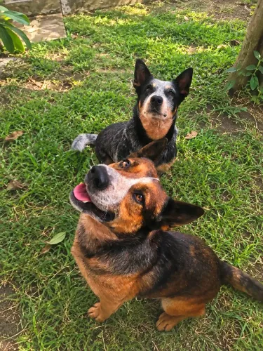 filhote de  boiadero australiano | Blue heeler e Red Heeler 