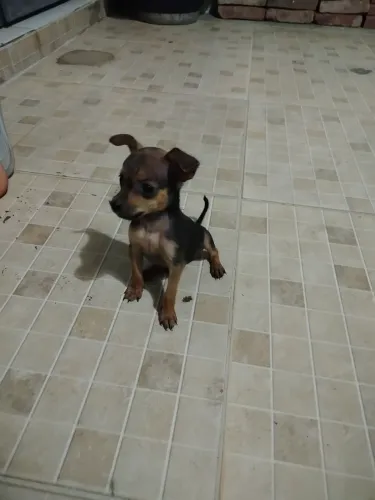 Pinscher miniatura