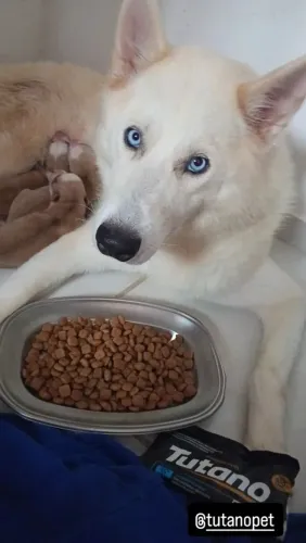 Husky Siberiano 