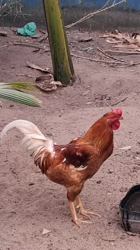 Vendo frango 70 reais.
