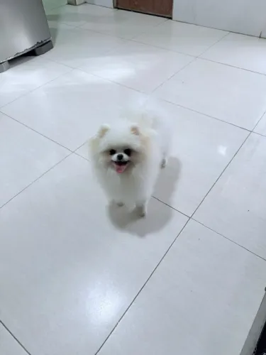 Lulu da pomerania