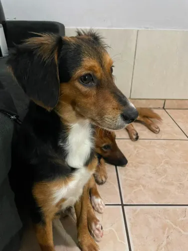 Cachorro Doação 