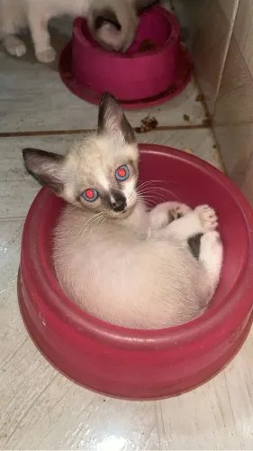 Gatos para doação