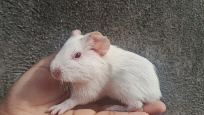Porquinho da índia filhote macho albino