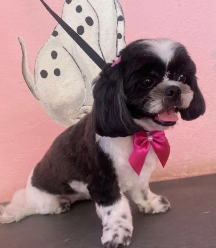 Vendo linda fêmea.