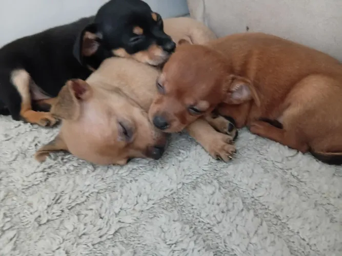 Pinscher