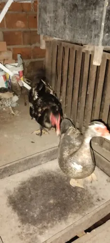 Peru e patos