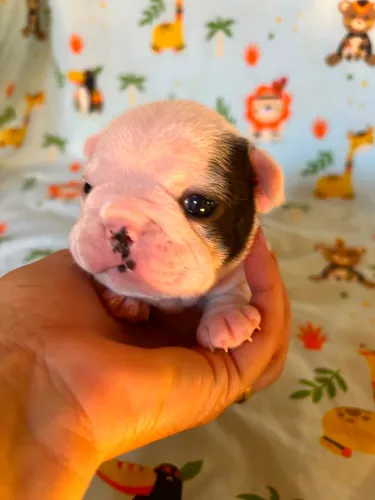Bulldog frances fêmea