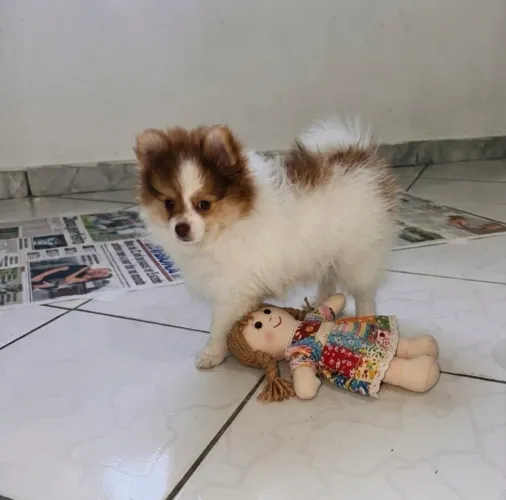 Spitz anãnzinha fêmea - @canil.talassa
