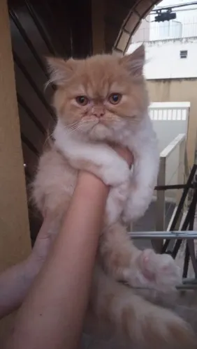 Persa chow