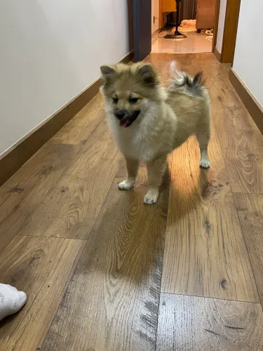 Vendo lulu da Pomerania 