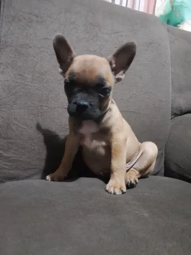 Filhote de buldog frances