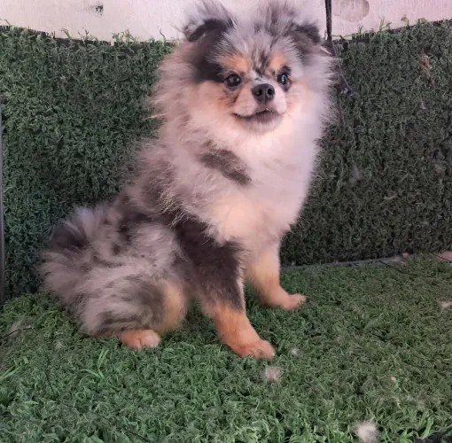 Alta linhagem fêmea, lulu da pomerania, 5 mês 