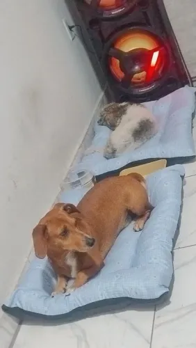 Vendo poodle 2 anos de idade!