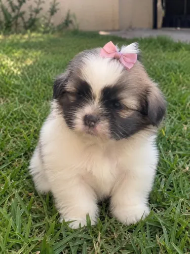 Filhote de shihtzu femea