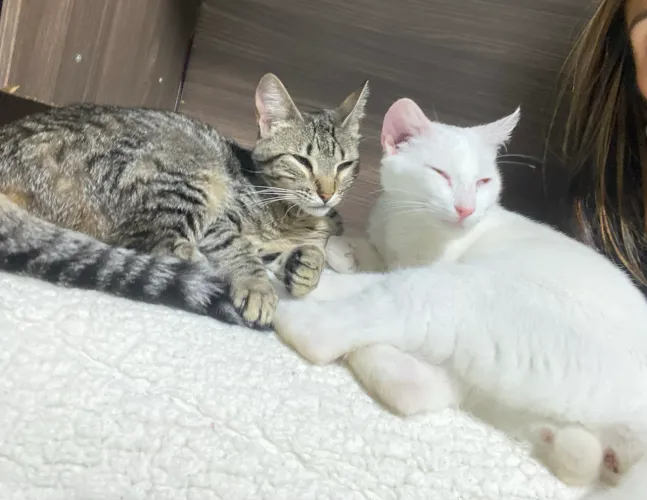 Doação de gatos 