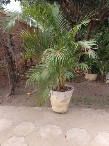 Palmeira com jarros 4 unidades