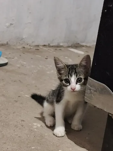 Gatinhos machos para adoção