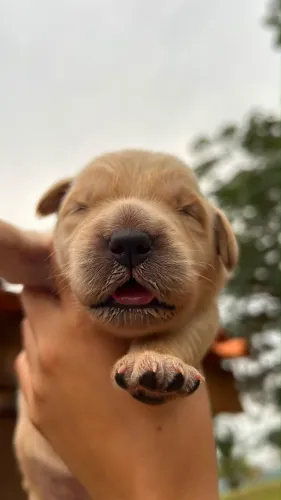 Golden Retriever Filhotes Machos e Fêmeas