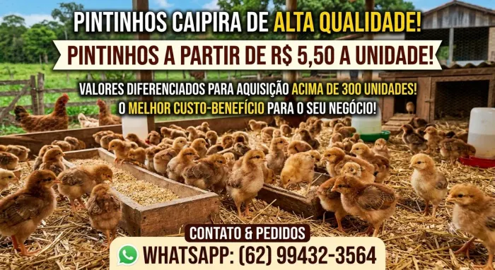 Pintinhos caipira!