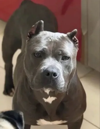 Fêmea de American Bully 