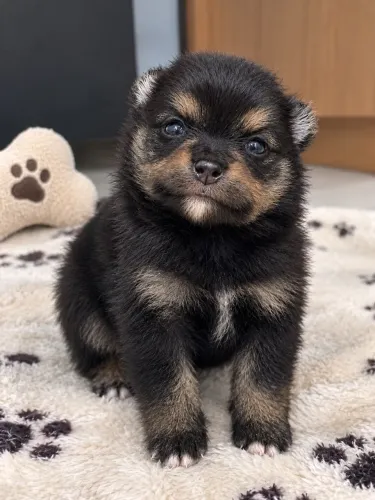 Lulu da Pomerania - Spitz Alemão Preto
