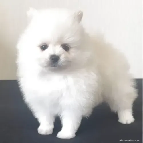 Neném alegre e lindo Spitz Alemão/ Lulu da Pomerânia/ anão/ anãozinho
