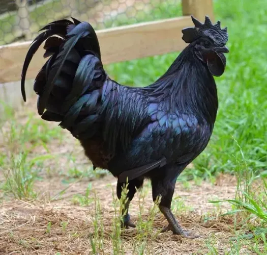 Vendo galo Ayam Cemani