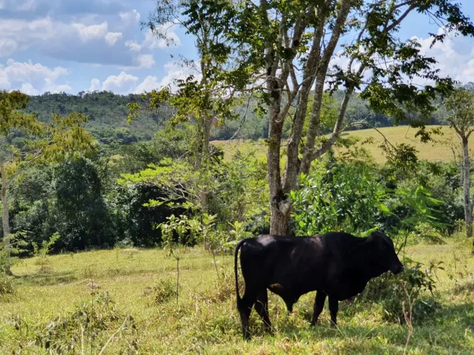 Vendo Fazendinhas de 20.000m2 em Fortuna de Minas a 30min de Sete Lagoas