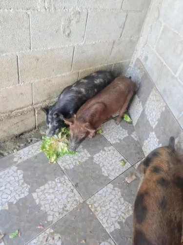 Vendo porco