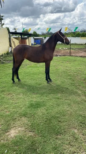 Animal