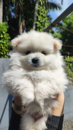 Spitz Alemão