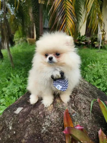 Lulu da Pomerânia anão filhote