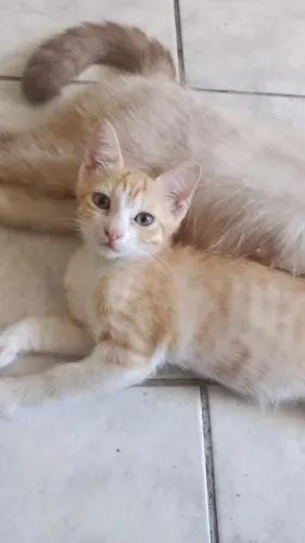 Doação de lindo gatinho amarelo