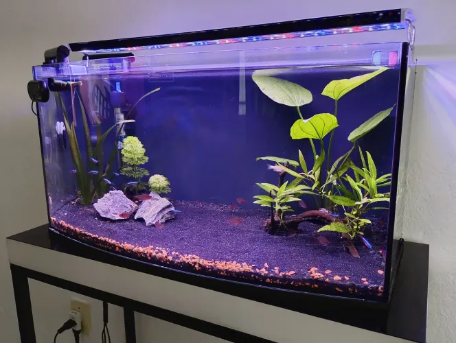 Aquário vidro curvo 50lt completo