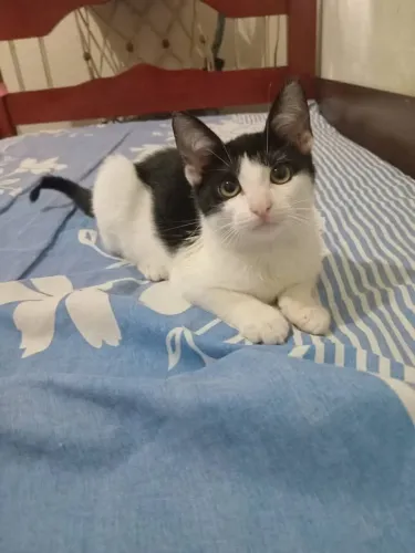 Gatinha p adoção 4 meses
