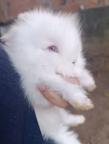 Filhotes de coelho mini Teddy, fofos e dóceis para pet