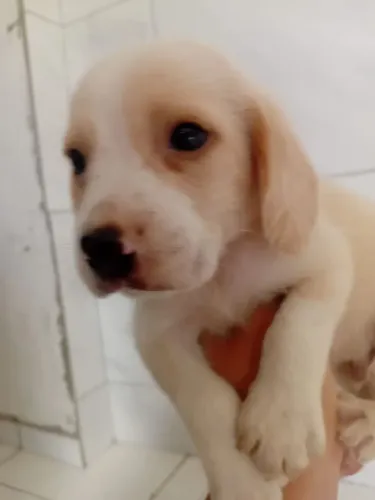 Beagle machos filhotes