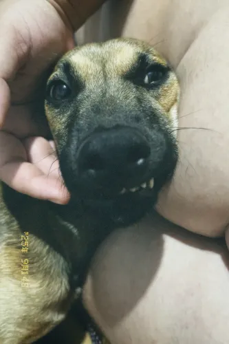 Cachorro para doação 