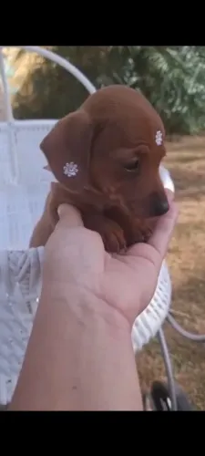 Filhote Fêmea de Basset