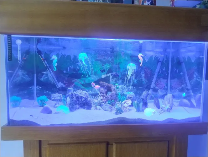 Aquário 250 litros