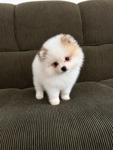 Lulu da Pomerânia Baby Face - Spitz Alemão