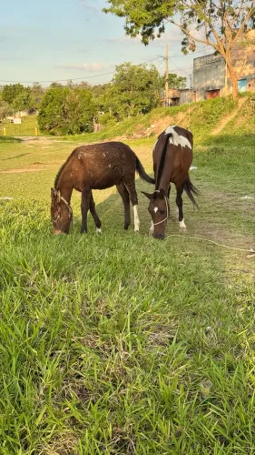 Égua + Mulinha Mangalarga