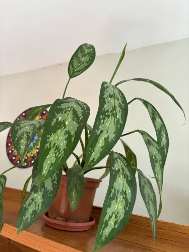 Vaso decorativo com Aglaonema adulta.