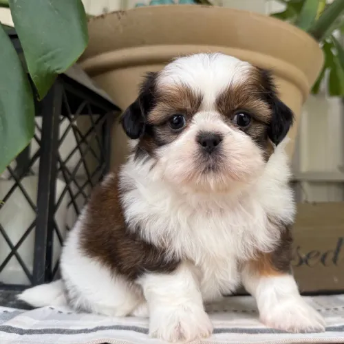 Shih tzu | Seu Companheiro de aventura
