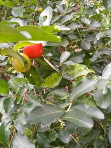 Acerola