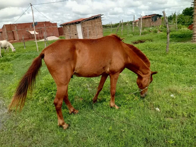 Vendo um cavalo,e o burro completo com caroça 