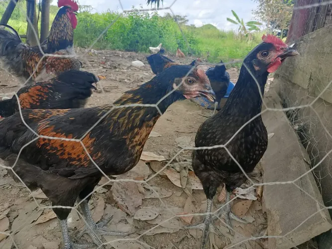 Frango caipira e caipirao 25 reais pra vender logo