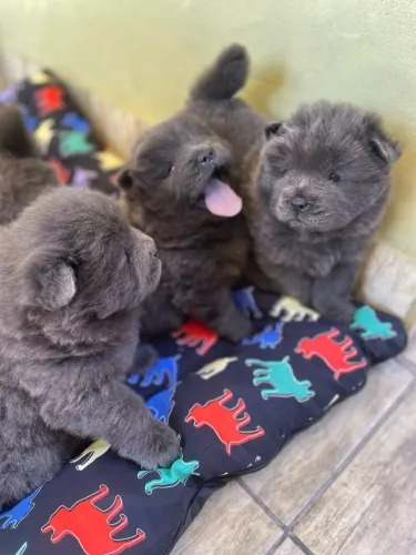 Filhotes de Chow chow AZUL